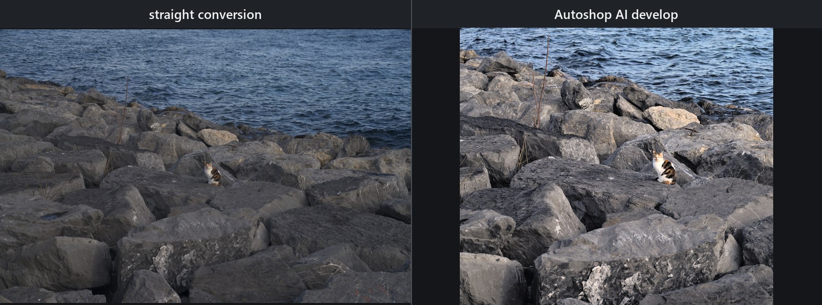 Sony α7R IVA ARW: neutral cat photo beside its AI analyze develop